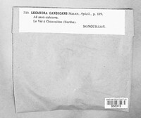 Image of Solenopsora candicans
